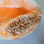Le melon qui rit de tous ses pépins. דיסקציה של מלון 